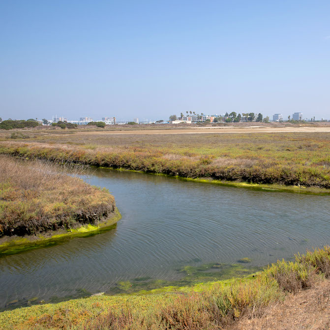 View of the ballona wetlands