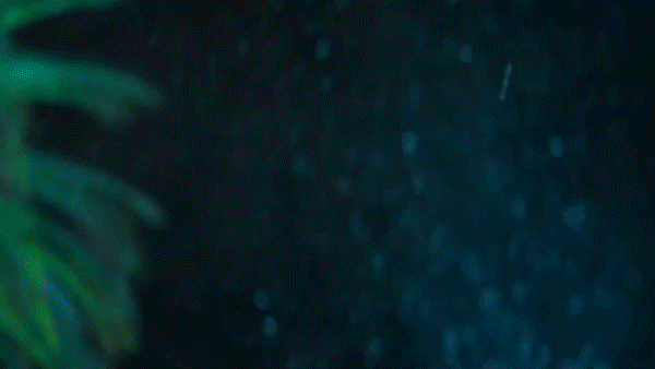 Gif of students during LMU Christmas Tree Lighting 2023
